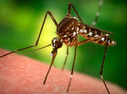 Mosquito