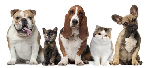 Salud mascotas y productos veterinaria
