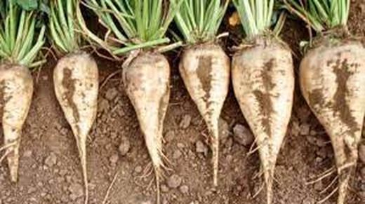 Digest Confort N+S Regularitat 250 grs. Estrenyiment